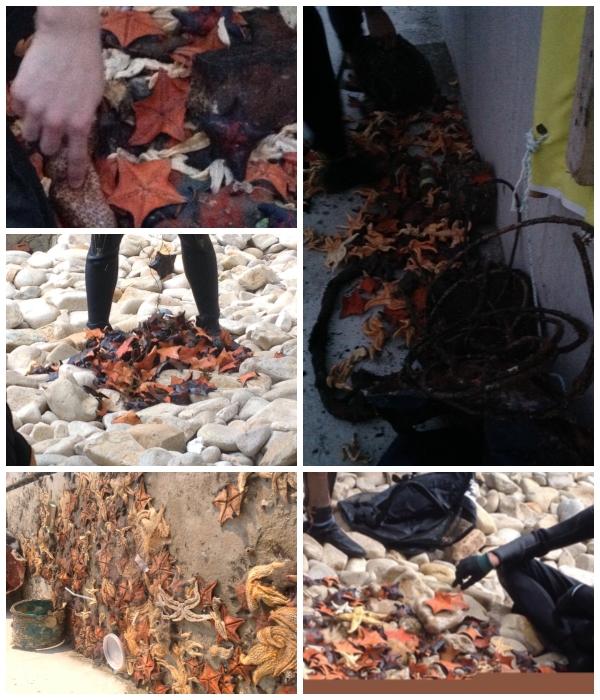 소매물도와 등대섬사이의 바다속에서 건져올린 불가사리와 수중쓰레기들이다.