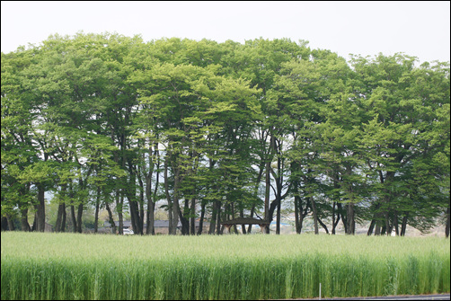  지리산 둘레길 제1구간 9번째 마을(행정리)에 들어서면 제일 먼저 반겨주는 아름다운 서어나무숲. 