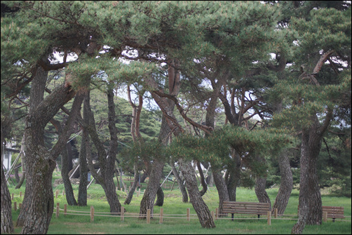   천년 세월을 지켜온 소나무들이 팔을 쭉 뻗어 금세라도 반갑게 끌어안을 태세다. 