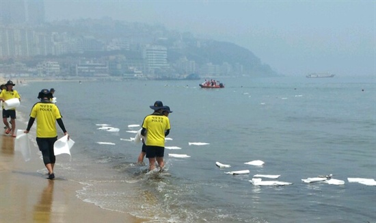 7월 1일 오전 부산 청사포 앞 해상과 해운대해수욕장 인근 해상에 엷은 기름이 광범위하게 유출되어 있다.