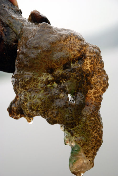 금강에서 발견되고 있는 큰빗이끼벌레는 물속의 바위나 자갈, 나뭇가지 등에 부착하여 살아가고 있다. 