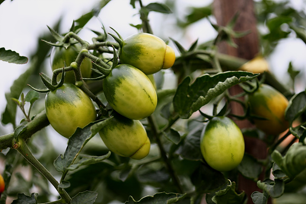 방울토마토의 일종인 대추토마토는 세 그루 심었는데, 다 따먹질 못할 정도로 많이 열린다.