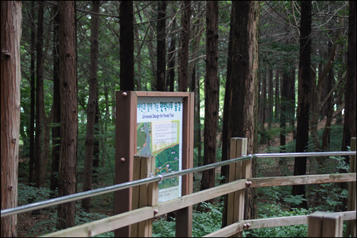 천년고도옛길을 따라 한국소리문화전당 쪽으로 걸어가면 마주하게 되는 울창한 편백나무 숲. 
