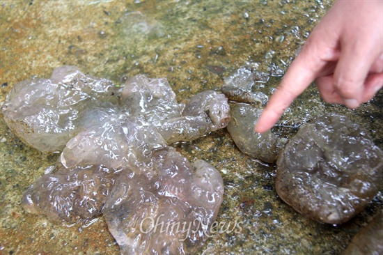  사진은 남지대교(국도25호선) 아래 낙동강에서 발견된 큰빗이끼벌레를 나눠보났더니 그 속에 작은 지렁이가 움직이고 있는 모습.