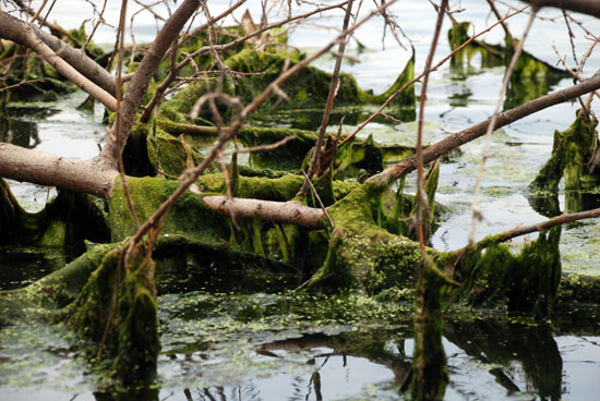 물이 빠진 낙동강 변 나뭇가지에 녹조가 뒤엉켜 있다.
