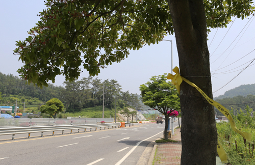 진도 팽목항으로 가는 길. 도로변 후박나무가 노란 리본을 매달고 있다.
