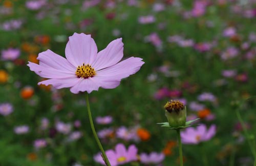  한여름에 활짝 핀 코스모스. 꽃을 보는 순간, 시계의 바늘을 가을로 가져다 놓는다.