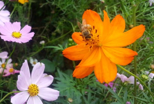 코스모스 밭에서 만난 벌들. 호젓한 코스모스밭에서 벌들만 부산하다.