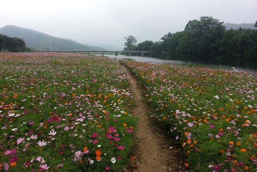  연둔리숲정이 앞의 코스모스밭. 코스모스 군락 사이로 돌아다니며 구경할 수 있는 길이 예쁘게 놓여 있다.