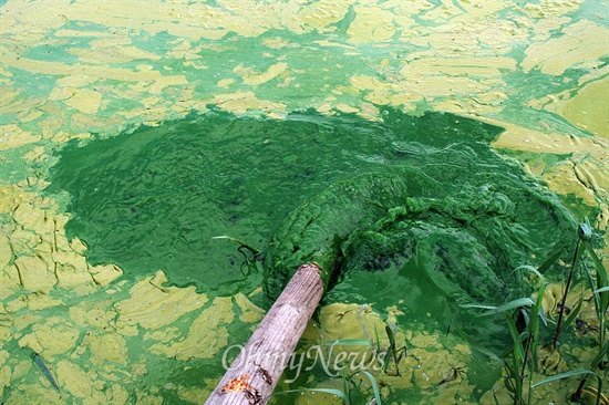 8일 영산강 죽산교 인근에 녹조가 심하게 퍼져 있다. 한참을 나무 막대기로 저어도 녹색빛이 사라지지 않을 정도로 녹조가 짙게 형성돼 있었다. 
