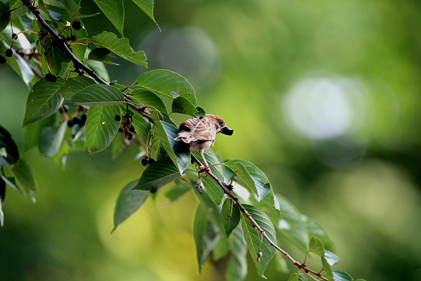 조금 늦게 익은 산버찌나무에 새들이 날아와 버찌를 먹느라 바쁘다.