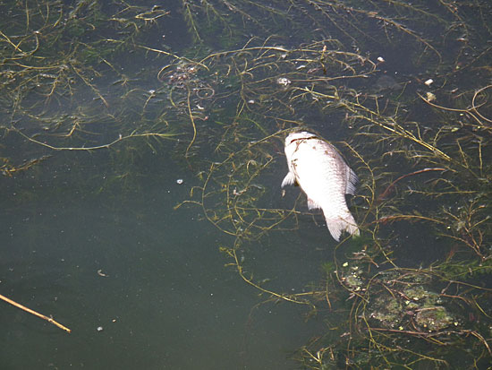 큰빗이끼벌레 사이에 죽어 있는 물고기. 사진은 영동대교 북단부터 중랑천 합수부 구간에서 촬영한 것.