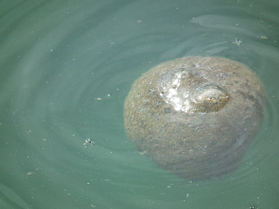 한강철교 인근에서 발견된 큰빗이끼벌레. 크기는 농구공만했다.