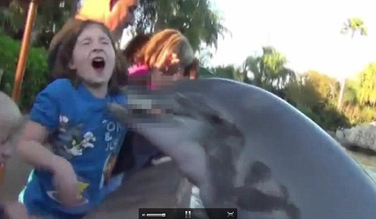 2012년 미국 올랜도 씨월드에서 먹이주기 체험을 하던 어린이가 돌고래에게 팔을 물리는 중상을 입었다. 사고를 당한 아이의 부모는 돌고래 체험의 위험성을 알리기 위해 이 사진을 전 세계에 배포했다.