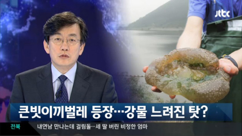 JTBC 큰빗이끼벌레 관련 보도(7/7) 화면 갈무리