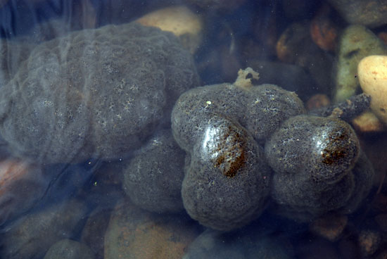 남한강에서 발견된 큰빗이끼벌레. 다른 지역의 큰빗이끼벌레에 비해서 악취 강도가 덜했다.