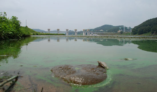 충남 공주시 공주보 상류 수상공연장에 녹조와 뒤섞여 죽은 큰빗이끼벌레 사체가 널브러져 있다. 
