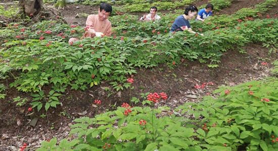  함양 서하면 운곡리 산양삼 재배지의 열매 따기.