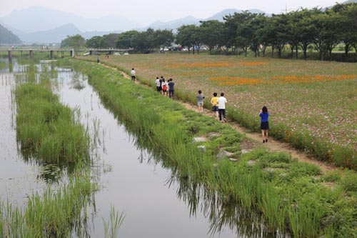 동복천변에 자리한 코스모스밭. 지난 12일 이곳을 찾은 여행객들이 천변을 따라 코스모스를 구경하고 있다.