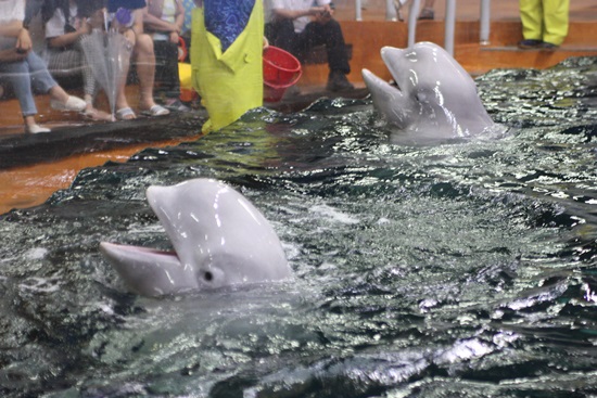 한화아쿠아플라넷에서 공연중인 흰고래 벨루가의 모습
