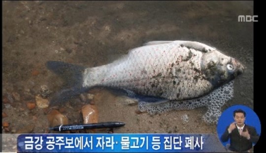금강 물고기 폐사 (mbc 뉴스 화면 캡처)