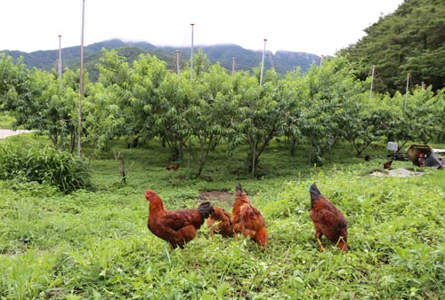 풀이 무성한 김규열 씨의 백아산 자락 복숭아 과원. 닭이 맘껏 돌아다니며 풀을 뜯으며 벌레를 잡아 먹고 있다.
