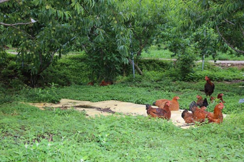 김규열 씨의 복숭아 밭과 닭. 배를 채운 닭이 잡초 무성한 복숭아밭에서 쉬고 있다.