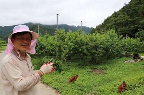 김규열 씨가 그만의 농사 기술에 대해 얘기하고 있다. 닭이 맘껏 노닐고 있는 복숭아밭을 배경으로 서 있다.