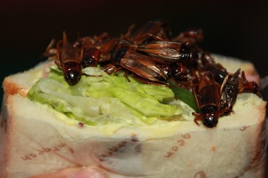 17일 오후 전주에서 ‘이삼구 박사와 함께 하는 미래식량 시식회'에 선보인 영양만점 귀뚜라미 샌드위치의 모습
