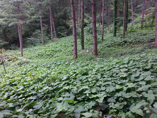 산속엔 곰취가 끝없이 펼쳐져 있었다.