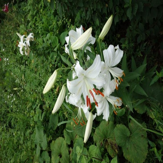   흰 백합꽃