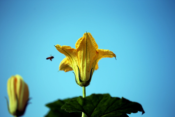 호박꽃을 향해 날아오는 꿀벌, 꿀벌의 날갯짓이 힘차다.