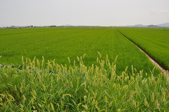 황해경제특구 인주지구는 90% 이상이 주식인 쌀을 생산하는 우량농지다. 토지의 효율적인 이용 보다는 당장 땅값이 싸고, 개발이 쉽다는 이유만으로 우량농지를 산업단지로 바꾼다는 발상은 경제 상식으로도 맞지 않다는 지적이다. 