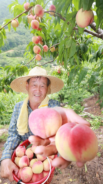  함양 휴천면 문정리 고정마을 나옥철씨의 복숭아 수확.