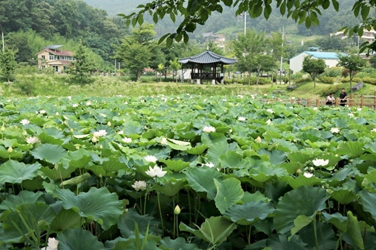  주봉마을 연꽃방죽