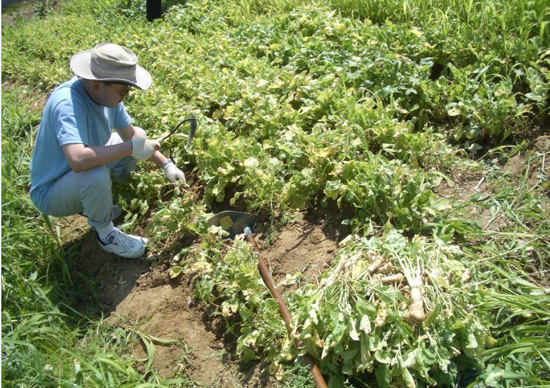 김용남 후보 측이 공개한 김 후보의 농사짓는 장면. 김 후보측은 "2002년 2월 계약 당시 농사짓는 사진은 찾기 어렵다"면서 "2007년 7월 농사짓는 장면"이라며 사진을 공개했다. 