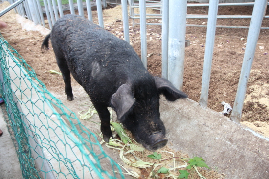 장안농장의 돼지축사에는 악취가 나지 않는다.