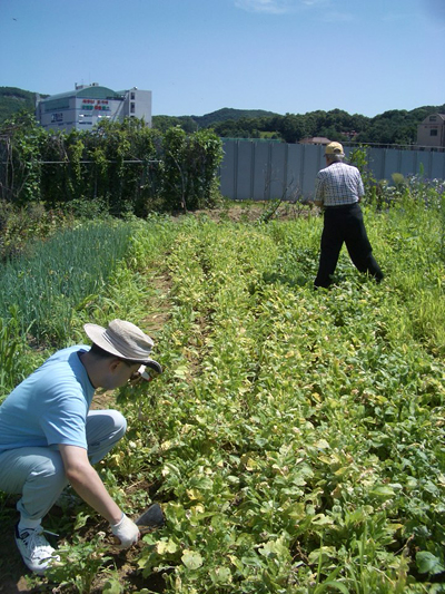 김용남 후보 측이 "2007년 '아버지와 함께 농사짓는 장면'"이라며 공개한 사진이다. 