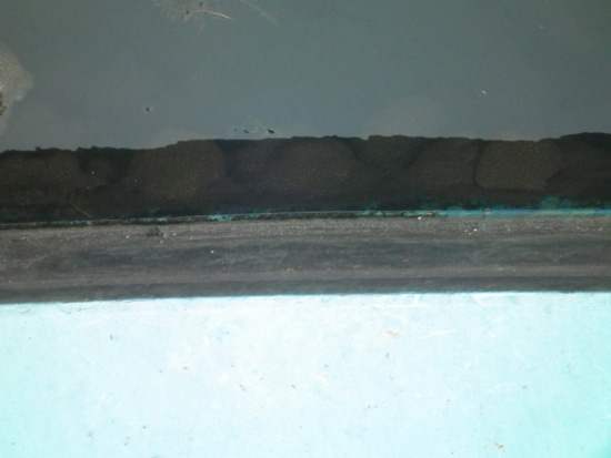 한강 수중보 수문에 붙어 있는 큰빗이끼벌레