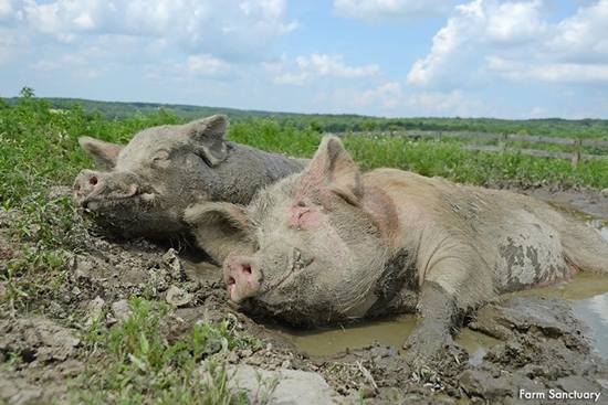 더위를 식히려 진흙 목욕을 좋아하는 돼지 미국의 Farm Sanctuary란 농장동물 구조, 보호단체에서 보호 중인 돼지의 모습 