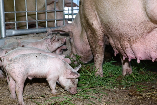 동물복지 농장에서는 돼지의 꼬리 자르기는 금지다. 동물복지농장에서는 적정한 사육밀도를 준수하기에 꼬리를 자르지 않아도 꼬리를 무는 증상이 없다.