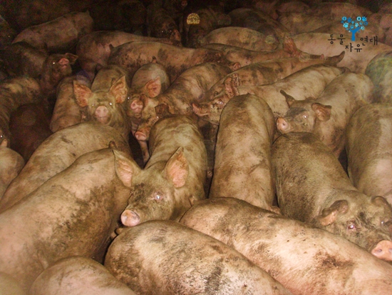  본래 돼지는 청결한 습성을 가진 동물이지만 좁은 공간에 사육되는 공장식 농장의 돼지들은 오물과 뒤섞여 살 수 밖에 없다