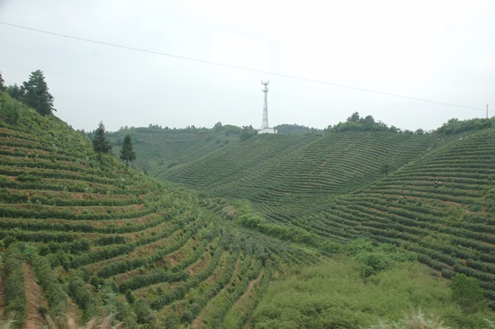 황산은 마오펑, 후쿠이, 치먼홍차 등을 생산하는 차의 고장이다. 길가에서 흔히 만나는 차밭의 모습