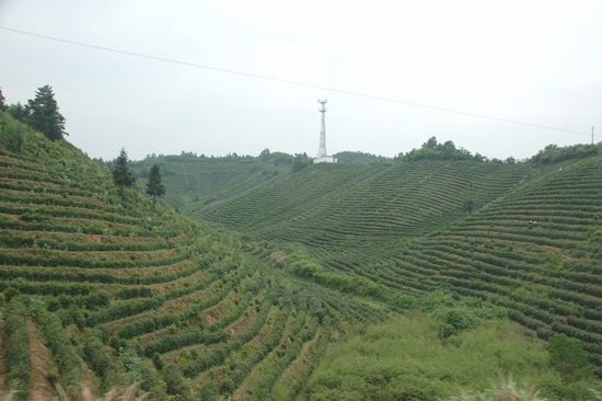 황산 차밭 황산은 마오펑, 후쿠이, 치먼홍차 등을 생산하는 차의 고장이다. 길가에서 흔히 만나는 차밭의 모습