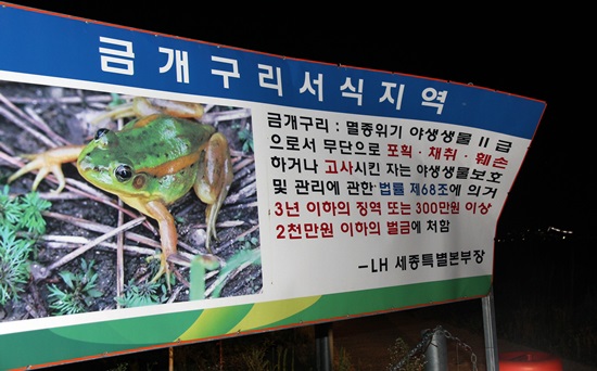 멸종위기 2급으로 지정된 금개구리가 집단서식하고 있는 세종시 장남평야   