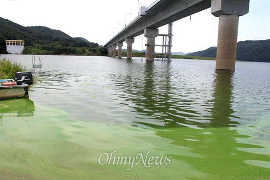 2014년 7월 23일 낙동강 창녕합천보 상류 율지교 쪽에 녹조가 발생해 있다.