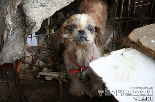 동물에 대한 집착이 심해져 끝도 없이 동물을 수집하면 제대로 된 치료와 보호를 받지 못하고 방치되기 쉽다. 2011년 한 할머니가 방치해 키우던 강아지.