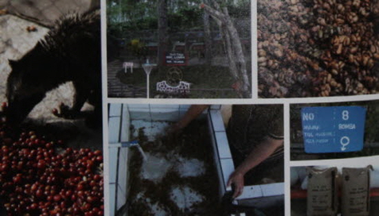 '루왁 커피'를 생산하기 위해 말레이시아사향고양이를 키우는 농장입니다.