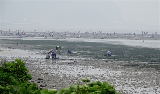 철새도래지인 낙동강 하구 신호대교 북단 문화재보호구역 갯벌에서 사람들이 조개를 채취하고 있다.