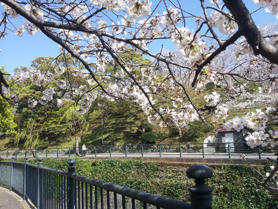 벚꽃이 만발한 봄에 걸으면 더 좋을 것 같은 길.